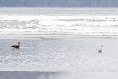 Larus argentatus × glaucescens