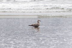 Larus argentatus × glaucescens