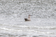 Larus argentatus × glaucescens