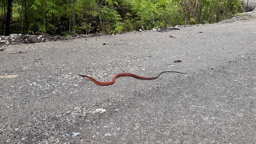 Moluccan keelback