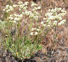 Eriogonum strictum