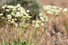Eriogonum strictum
