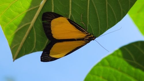 Myonia, 2025-08-29