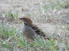 Chestnut-Crowned Sparrow-Weaver photo 3