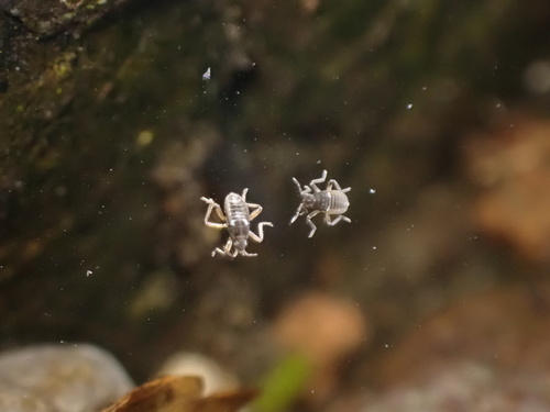 Pseudovelia, 2025-08-11