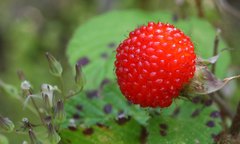 Rubus hirsutus