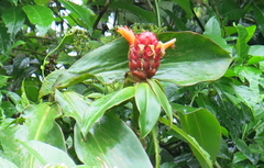 Costus