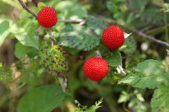 Rubus hirsutus