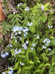 Myosotis sylvatica
