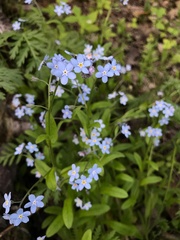 Myosotis sylvatica