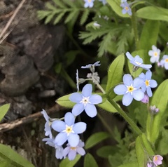 Myosotis sylvatica