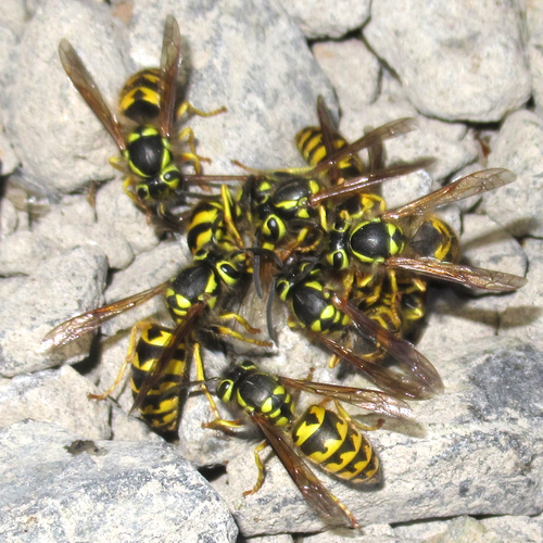 Western Yellowjacket