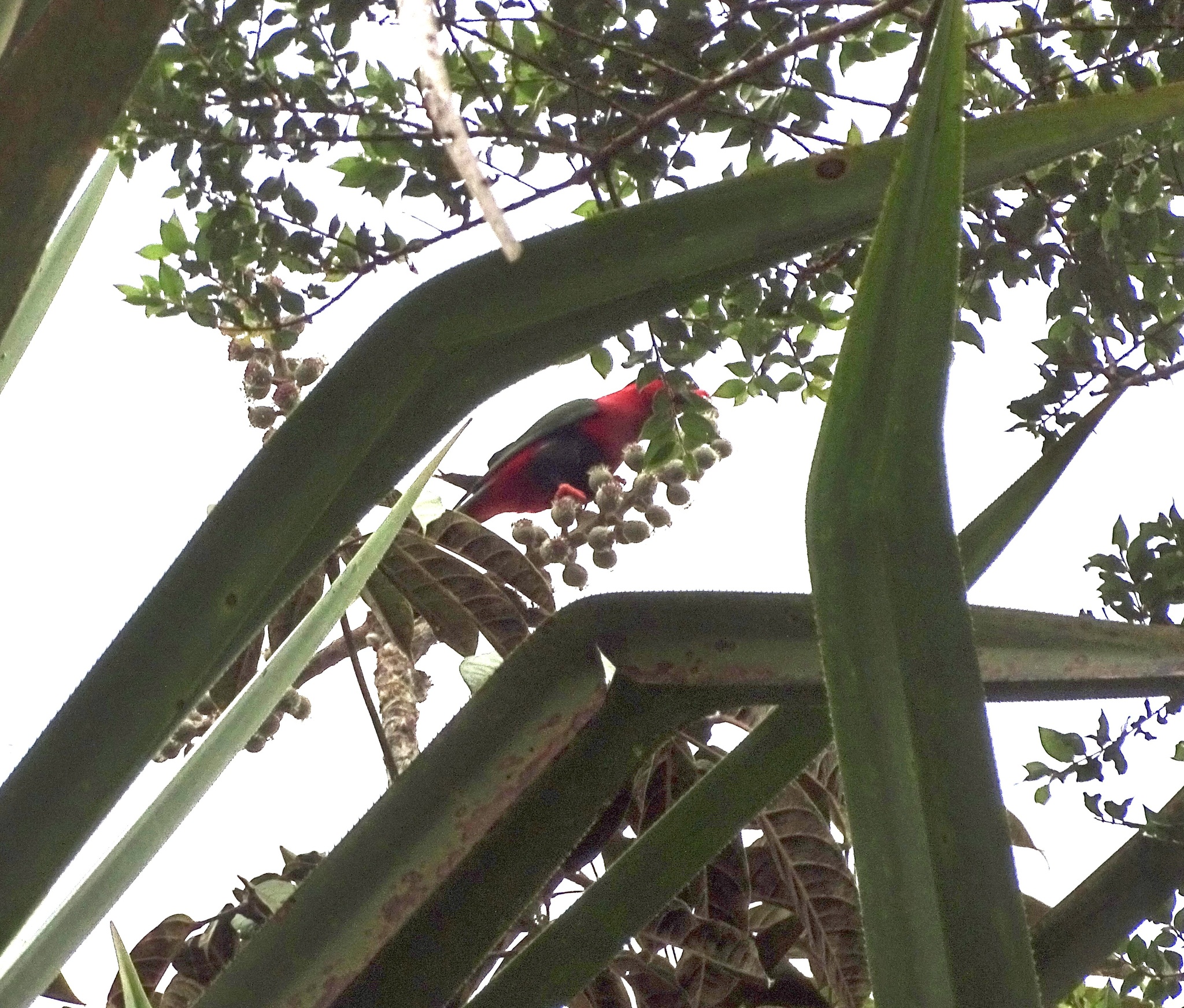 Stella's Lorikeet (Charmosyna stellae), photo 1