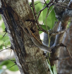 Anolis jubar oriens