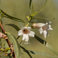Eremophila bignoniiflora