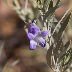 Eremophila bowmanii