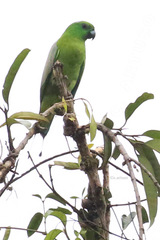 Prioniturus platurus