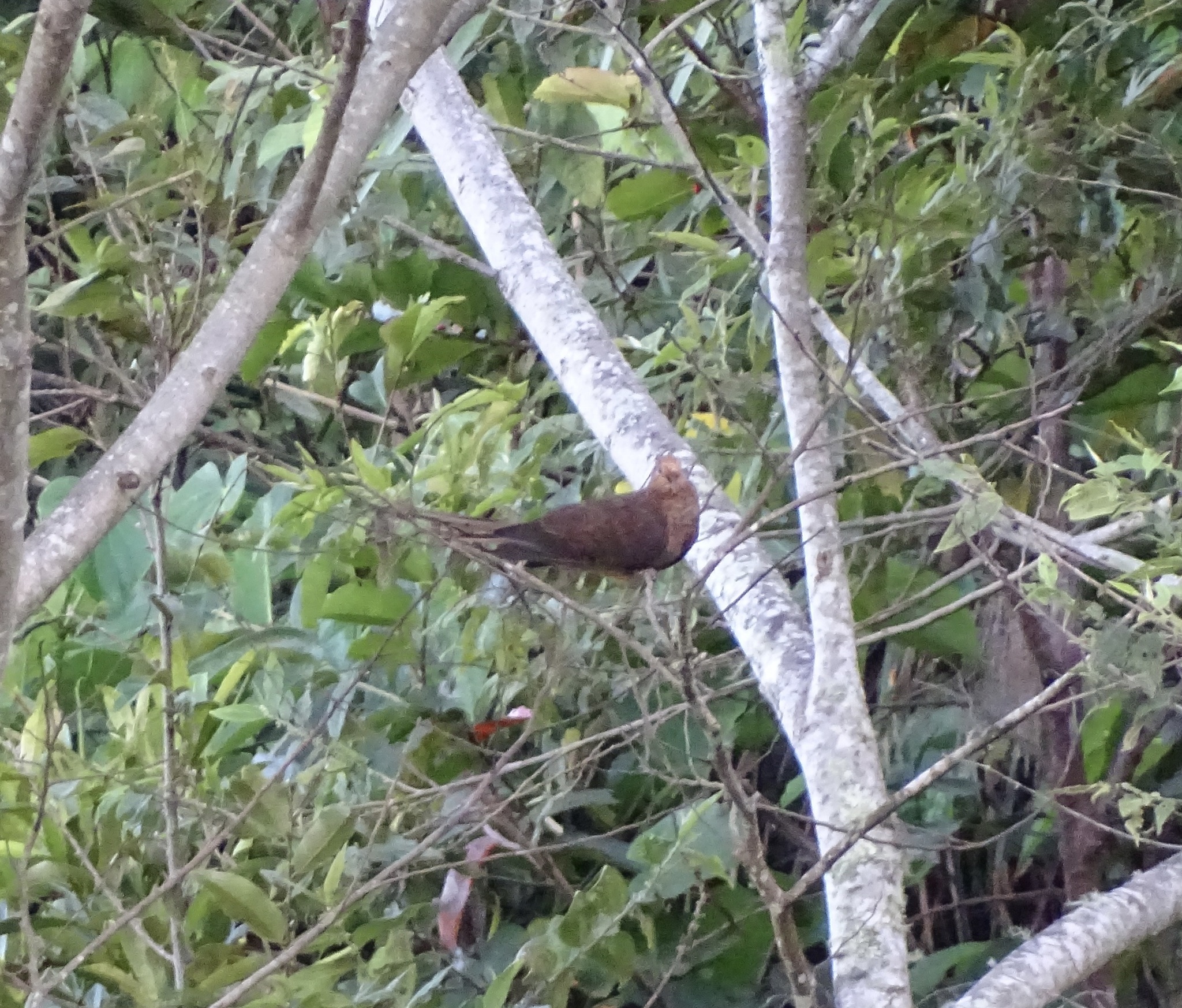 Amboyna Cuckoo-Dove (Macropygia amboinensis), photo 1