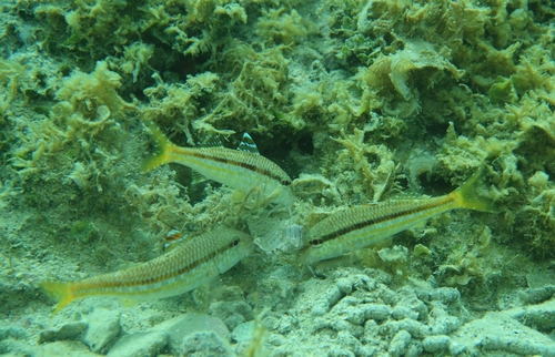 Mullus surmuletus