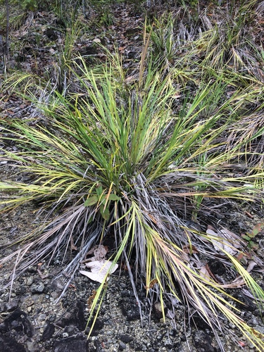 Machaerina glomerata observed 2019-11-09