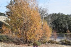 Salix salviifolia