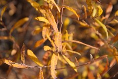 Salix salviifolia