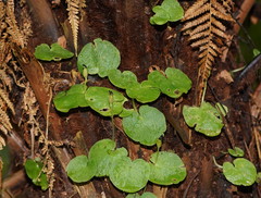 Corybas grumulus