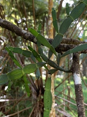 Korthalsella complanata