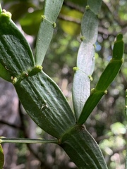Korthalsella complanata