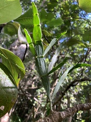 Korthalsella complanata