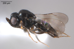 Ceraphronidae
