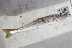 Sillaginodes punctatus