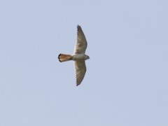 Falco cenchroides cenchroides