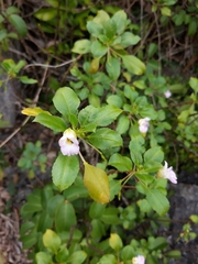 Impatiens verrucifer