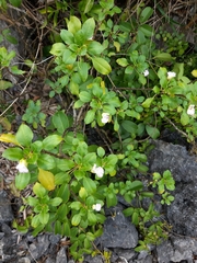 Impatiens verrucifer