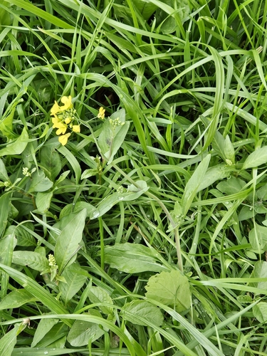 Наблюдение на iNaturalist
