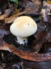 Cortinarius albofragrans