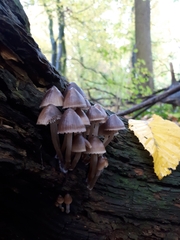 Mycena inclinata