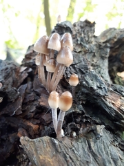 Mycena inclinata