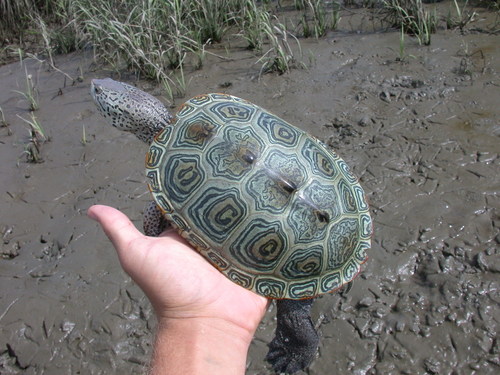 Diamondback Terrapin, South Carolina, US, photo 9 of 10