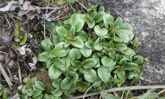 Gentianella stevenii