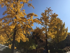 Ginkgo biloba