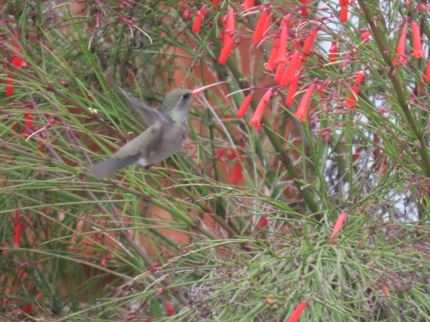 Dusky Hummingbird (Phaeoptila sordida), photo 10