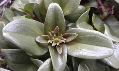 Gentianella stevenii