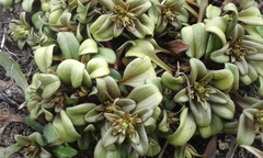 Gentianella stevenii