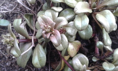 Gentianella stevenii