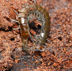 Cormocephalus esulcatus