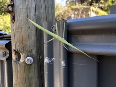 Tropidoderus rhodomus