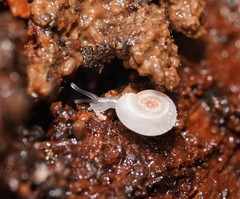 Meredithena dandenongensis