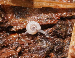 Meredithena dandenongensis